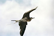 Picture 'Eq1_20_35 Frigatebird, Galapagos, Espanola, Gardner Bay'